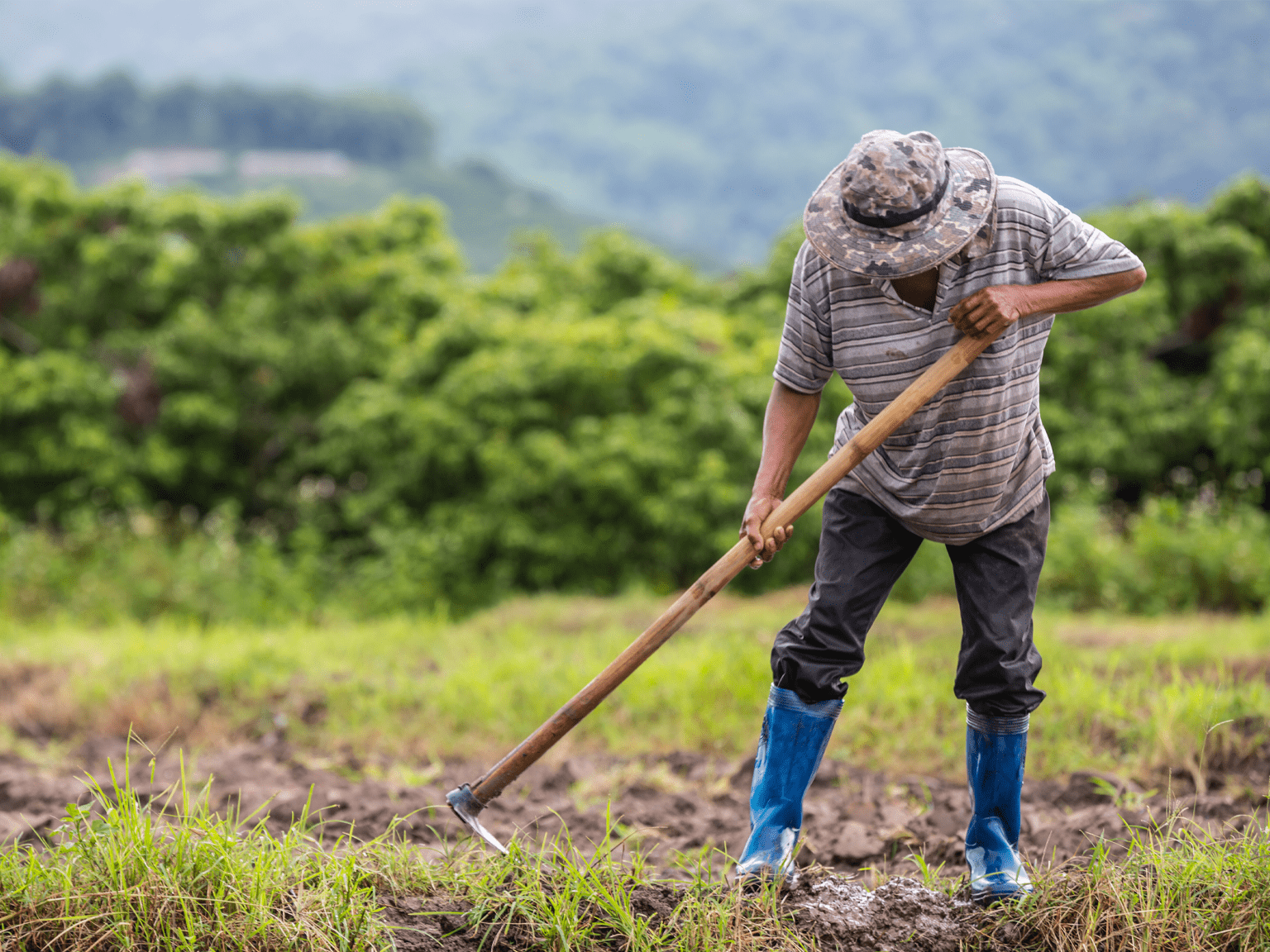 agritech software solutions, farm management platforms, agriculture IoT systems